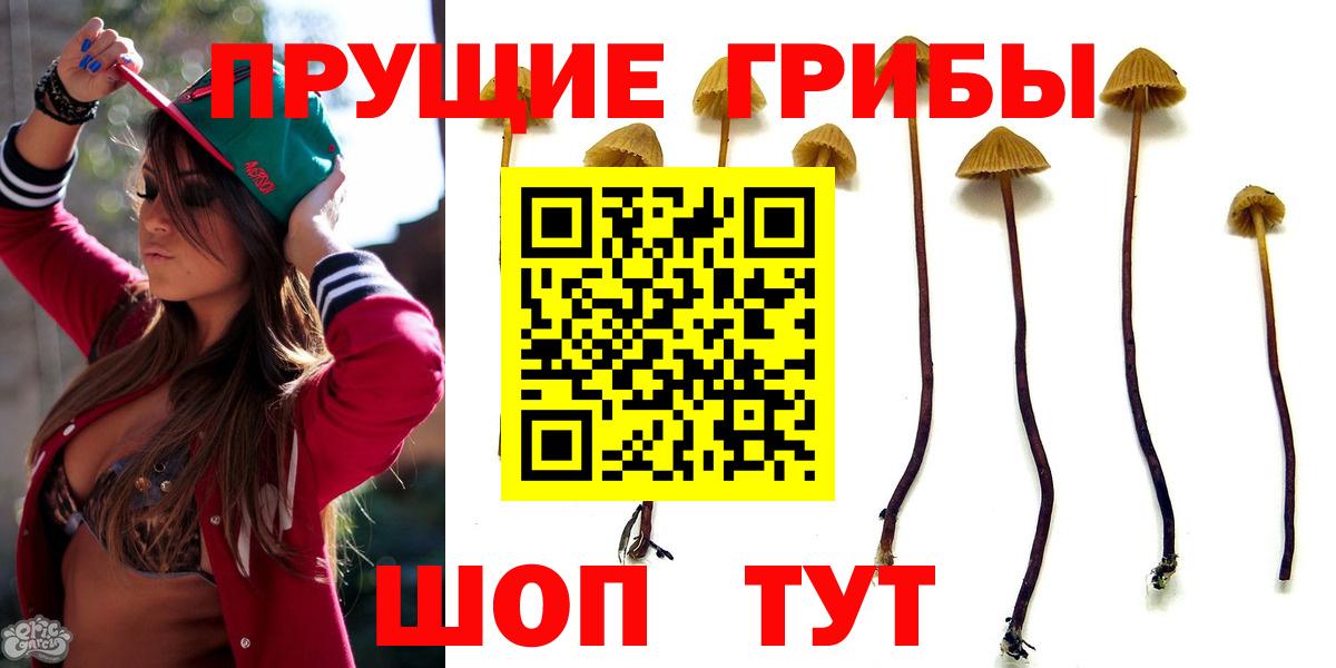 Псилоцибиновые грибы GOLDEN TEACHER  Вход с VPN  Тайшет  Псилоцибиновые грибы мицелий 